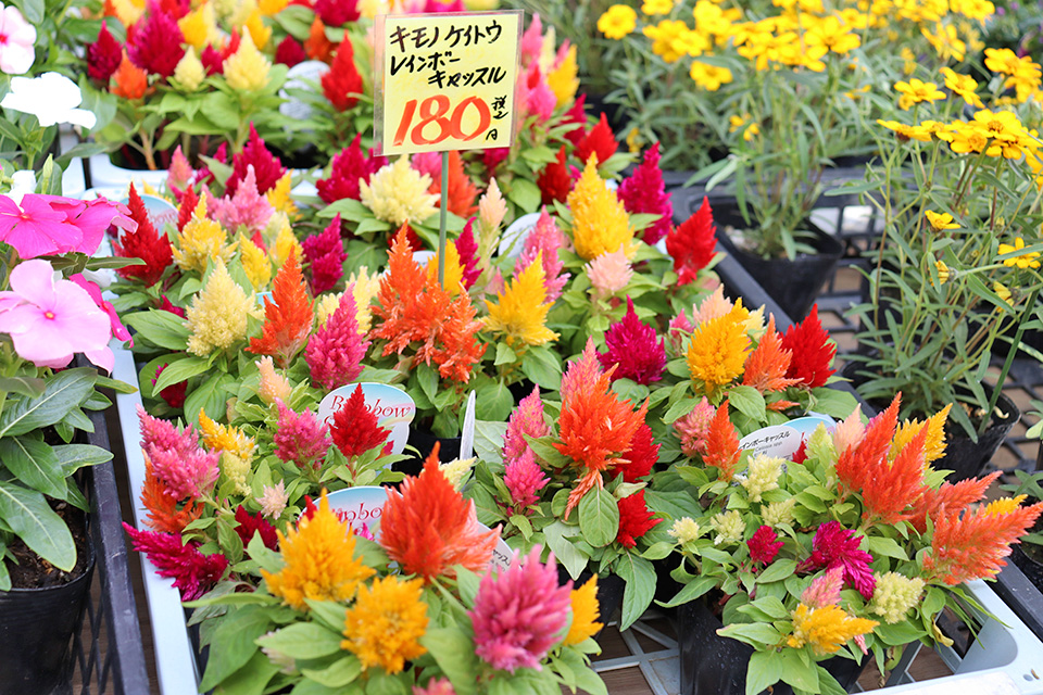 道の駅いちごの里よしみ,笑天街,花吉